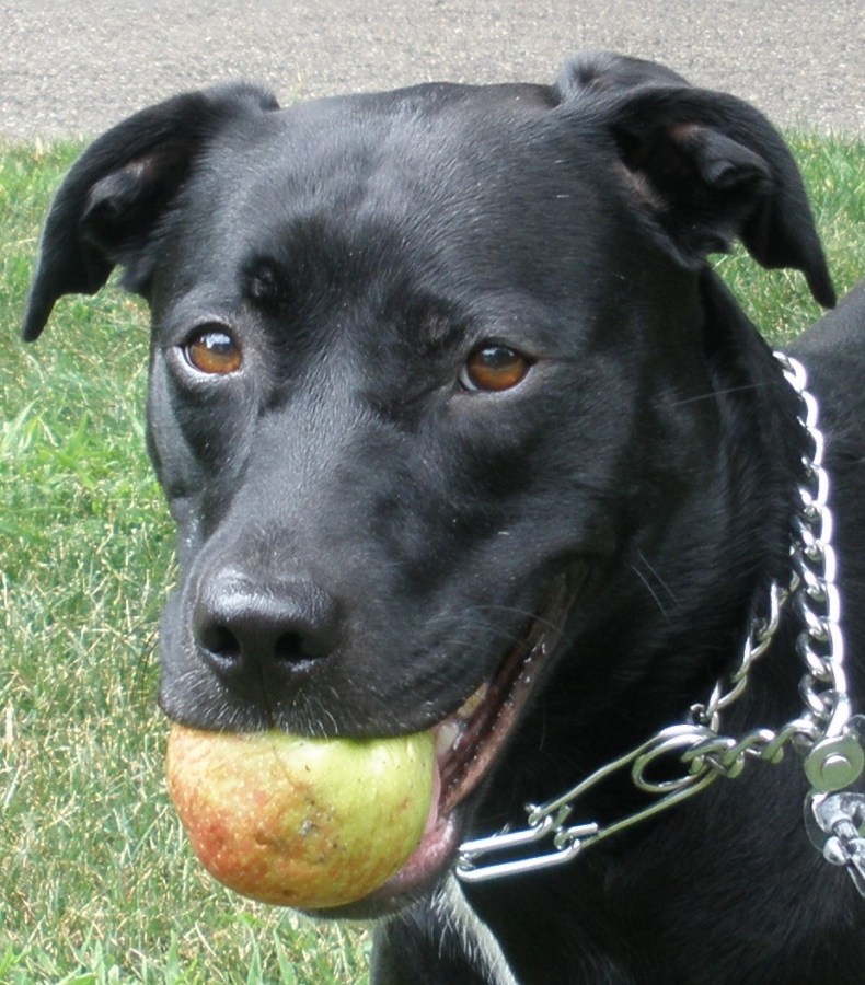 A Blog Dog Weighs In