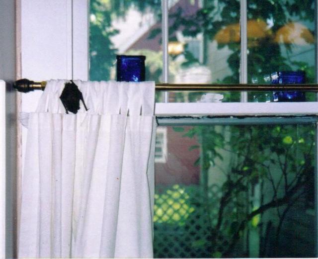 Our first bat was quite a surprise.