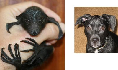 Even the dog is starting to look like a bat.