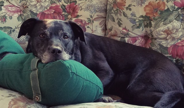 zu on porch 2016.jpg